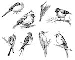 Small Bird Designs