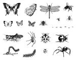 Bug Designs