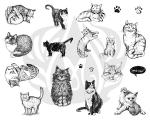 Cat Designs